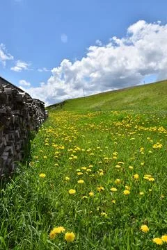 A field in bloom in spring Stock Photos