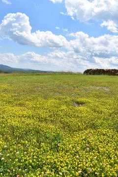 A field in bloom in summer Stock Photos