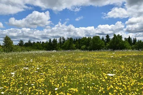 A field in bloom in summer Stock Photos