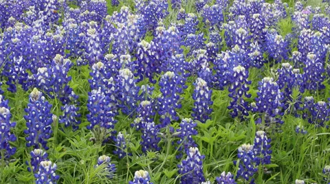 Field of blooming Bluebonnets in Texas Video stock 49062192