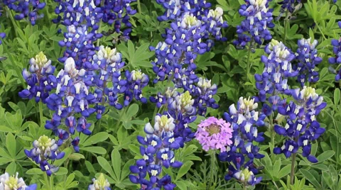 Field of blooming Bluebonnets in Texas Video stock 49063763