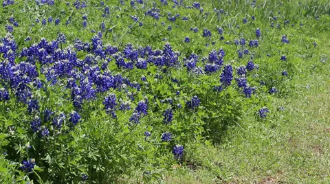 Field of blooming Bluebonnets in Texas Stock-Footage 61843530