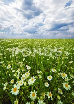 Field with blooming camomiles Stock Photos