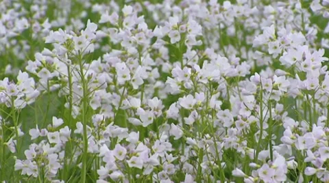 Field of blooming Cardamine pratensis, cuckooflower Stock Footage