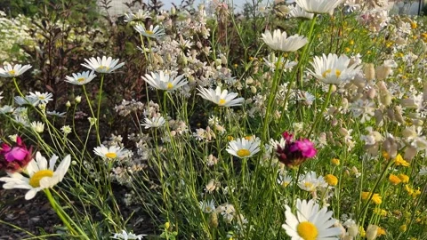 Field of blooming chamomile flowers. Stock Footage 276188609