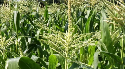 Field of blooming corn. Stock Footage 40574592