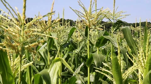 Field of blooming corn. Stock Footage 40574973