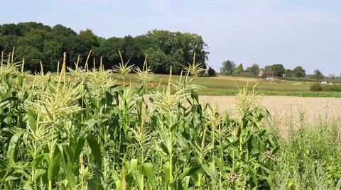 Field of blooming corn. Stock Footage 41348882