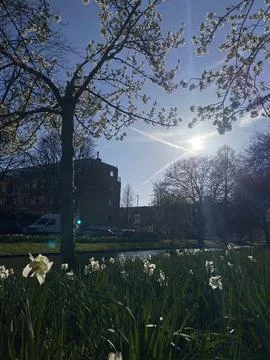 Field of Blooming Daffodils in Spring Stock Photos