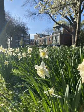 Field of Blooming Daffodils in Spring Stock Photos