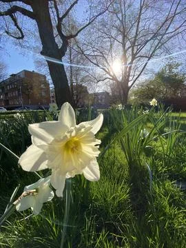 Field of Blooming Daffodils in Spring Stock Photos