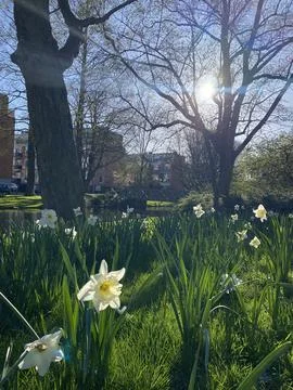 Field of Blooming Daffodils in Spring Stock Photos