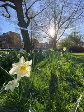 Field of Blooming Daffodils in Spring Stock Photos