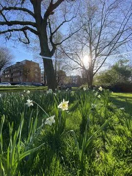 Field of Blooming Daffodils in Spring Stock Photos