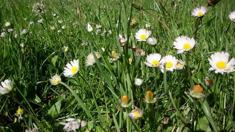 Field of blooming daisies in the wind. Daisies in the wind.  Stock Footage 77232499
