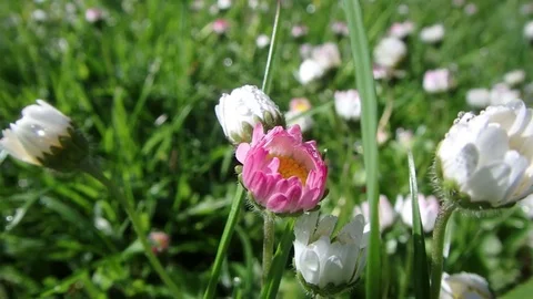 Field of blooming daisies in the wind. Daisies in the wind.  Stock-Footage 77233352