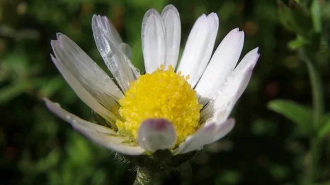 Field of blooming daisies in the wind. Daisies in the wind.  Video stock 77233490