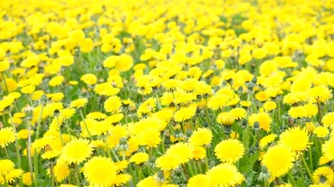Field with blooming dandelions on spring sunny day Stock Footage 131533581