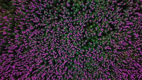 Field of blooming fireweed swaying in the wind, top view. Healing herbs, summer Stock Footage 142178445