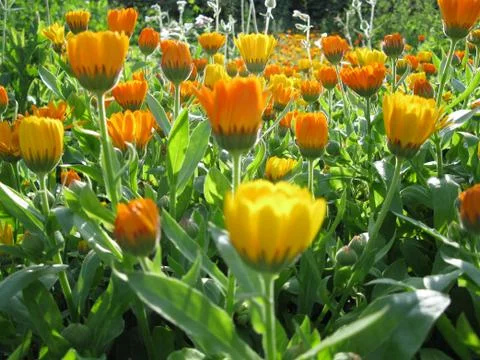 Field with blooming flowers of calendula Stock Photos