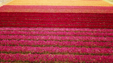 Field of blooming flowers garden and a farm Stock Footage