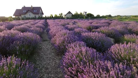 A field of blooming lavender against the backdrop of the estate Stock Footage 247437538
