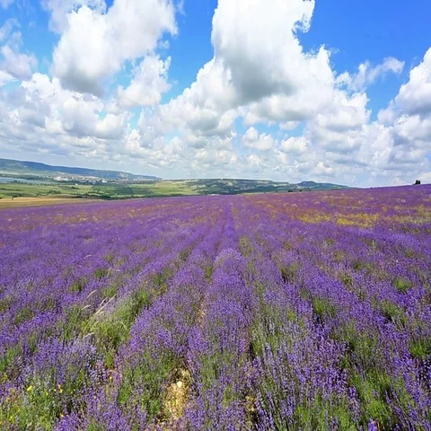 Field with blooming lavender Stock Footage 69720109