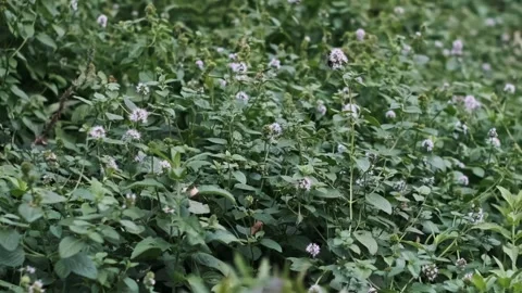 Field of Blooming Mint Stock Footage 284966487