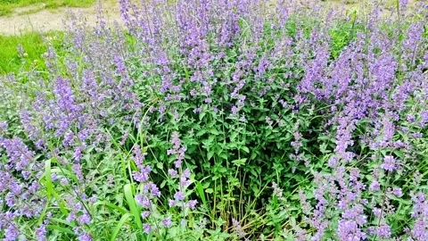 ,"Field of blooming Nepeta cataria with lush green foliage and soft natural Stock Footage 338409341