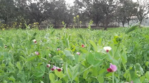 Field of blooming pea plants with small flowers in shades of pink and white Stock Footage 328030913