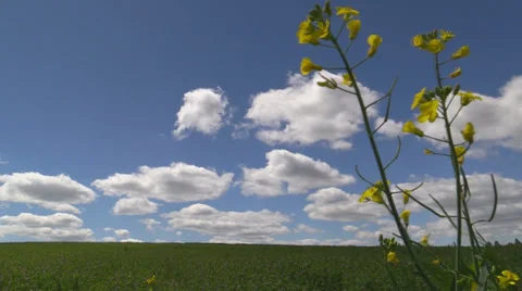 Field blooming peas and cloudy sky 스톡 동영상 39723451