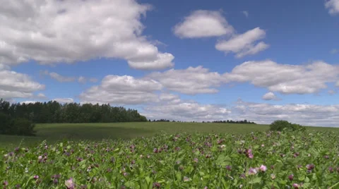 Field blooming peas and cloudy sky Video stock 39723483