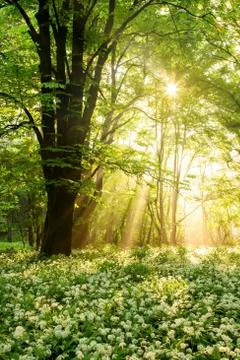 Field of blooming ramsons under a tree illuminated by sunbeams. Stock Photos