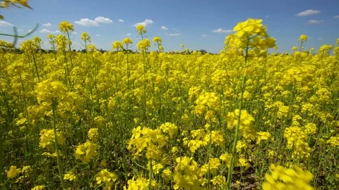 Field of blooming rape and blue sky with white clouds at the spring Stock Footage 84841416