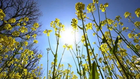 Field of blooming rape and blue sky with white clouds at the spring Video stock 85379081