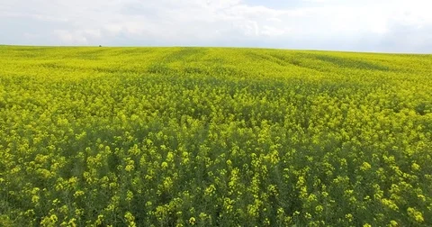 Field with blooming rape, Close-up Stock Footage 77030187