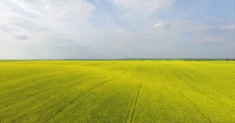 Field with blooming rape, Close-up Video stock 77030684