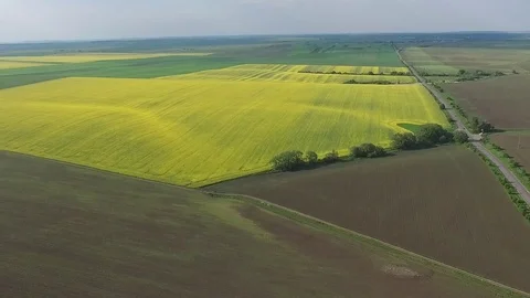 Field with blooming rape, view from the top Stock Footage 77029981