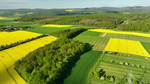 Field with blooming rapeseed aerial view. Yellow rapeseed flowers Stock Footage 244086633