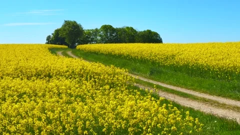 Field with blooming rapeseed among a tiny road in Ystad municipality, Skane Stock Footage 335843221