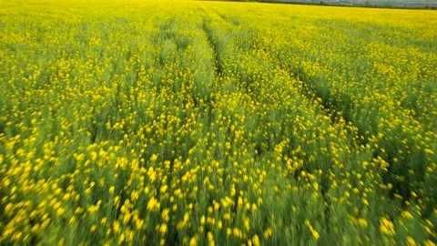 A field of blooming rapeseed from a drone height. Stock Footage 242529208