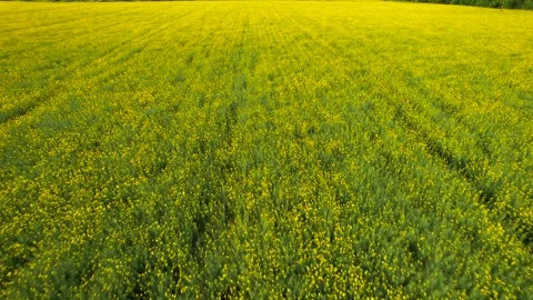 A field of blooming rapeseed from a drone height. Stock Footage 242611318