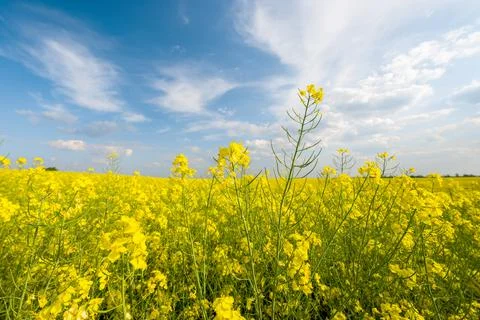 Field with blooming rapeseed Stock Photos