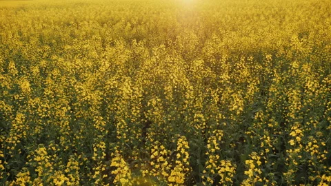 Field of blooming rapeseed at sunset Stock Footage 155108278