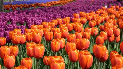 A field of blooming red and purple tulips swaying in the wind on a sunny spring Stock Footage