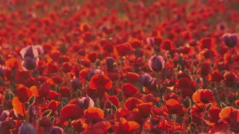 Field of blooming red poppies at sunset in sun beams Stock Footage 344744634