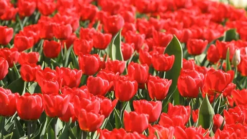Field with blooming red tulips in spring Video stock 123273342