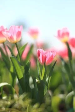 Field of blooming spring pink tulips Stock Photos
