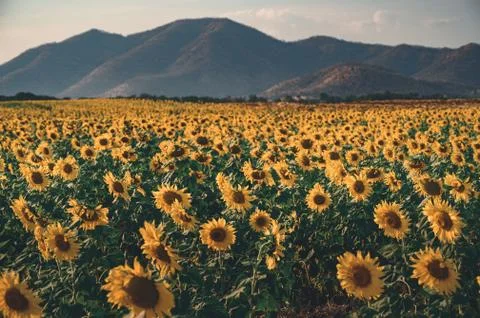 Field of blooming sunflower with mountain as  a background. Sunset lighting. Stock Photos