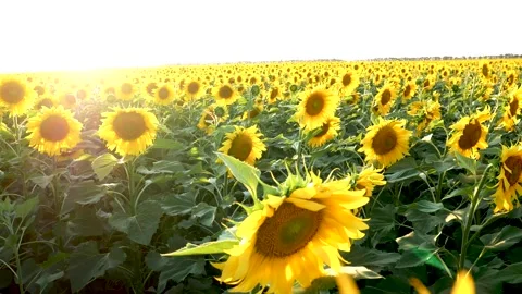 A field of blooming sunflower in the rays of the setting sun. Panorama Stock-Footage 239064281